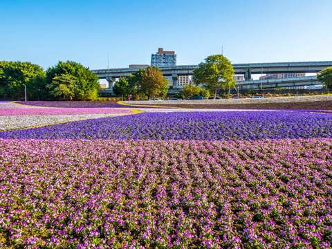 賞花期跨過農曆春節一路到3月中