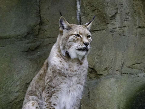 「貓亞科」被稱為小貓（小型貓科動物），但兩者的區別並不是以體型來區分的，千萬別因此而搞混囉！（林㹭）