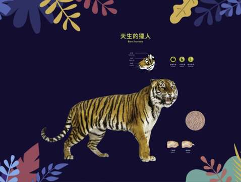 歡迎大家一起到動物園，認識貓科動物大家族