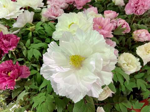 Taipei Flower Market to Operate Around the Clock for 5 Days Ahead of CNY