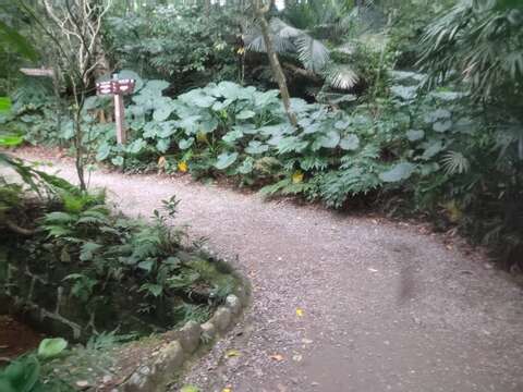 富陽自然生態公園林下滿是姑婆芋