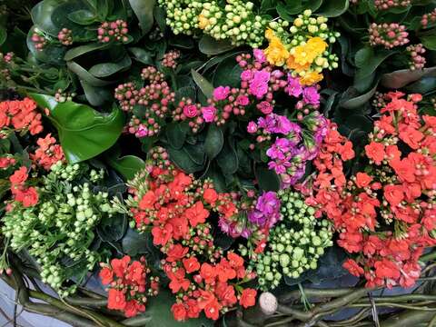 타이베이 소장판 식물원 – 칼란코에 전시