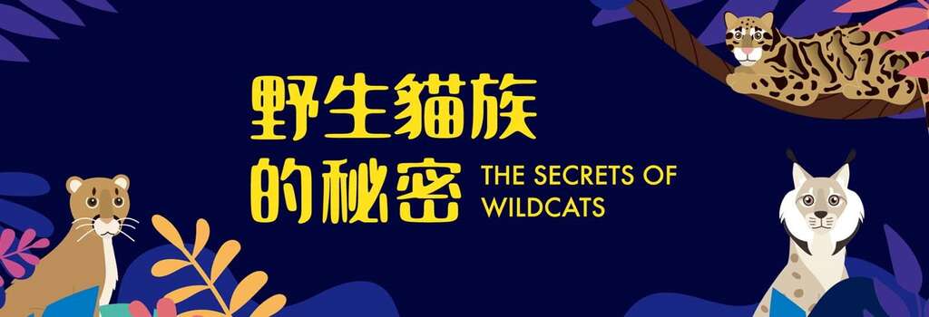 野生貓族的秘密(圖片來源：臺北市立動物園)