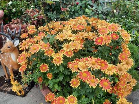 春節期間新生園區臺北玫瑰園花海區種植了沃斯湖（Chrysanthemum RAINBOW LAKE WORTH）等許多季節花卉