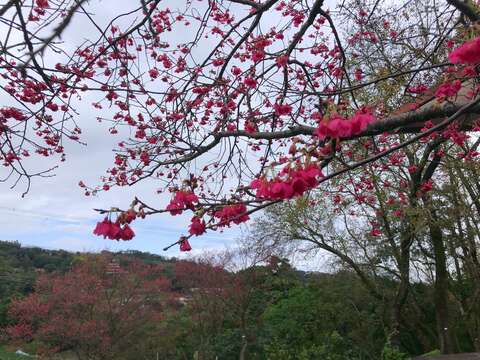櫻花開