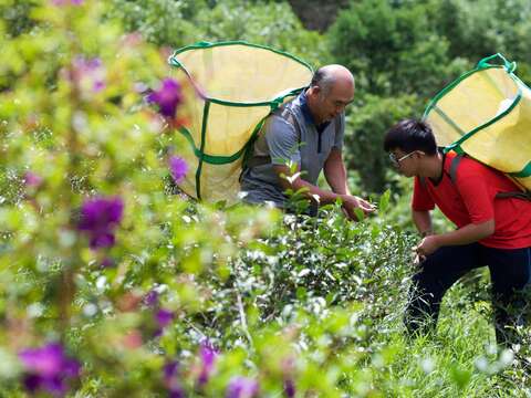 威叔領著兒子陳柏穎，手把手教他認識正欉鐵觀音
