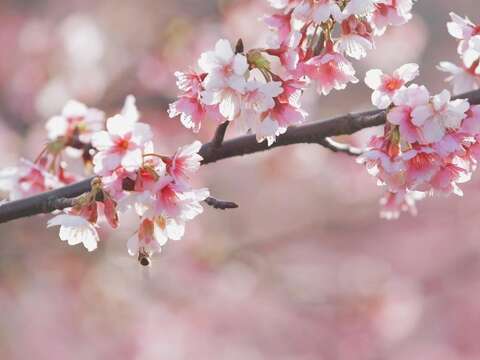 2022 LOHAS Cherry Blossom Festival