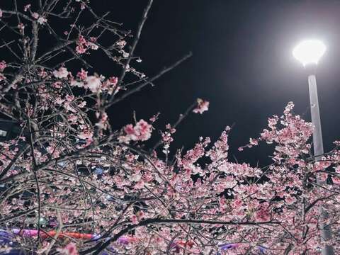 2022 LOHAS Cherry Blossom Festival
