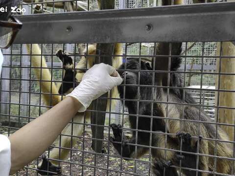 葡萄乾稱得上是動物訓練的不敗「聖品」，甚少有動物能抗拒得了那嚐起來酸酸甜甜的滋味