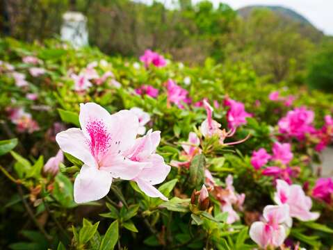 感受大自然的生命力　走進陽明山國家公園(台北畫刊111年2月)