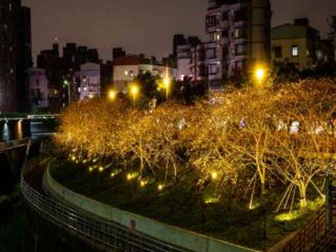 一起來樂活公園賞櫻吧