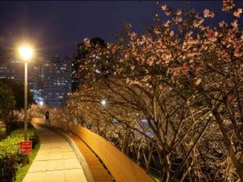 夜晚還能在步道旁賞櫻