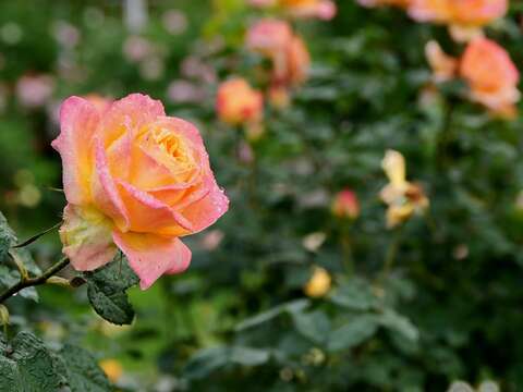 臺北玫瑰園全年都有玫瑰花可以欣賞。 Daidai Chang拍攝