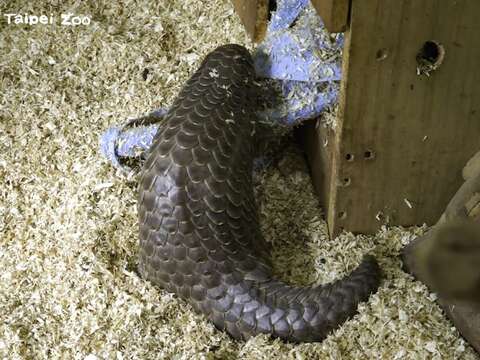 雌性穿山甲「潤喉糖」將遠赴捷克布拉格動物園擔任保育大使