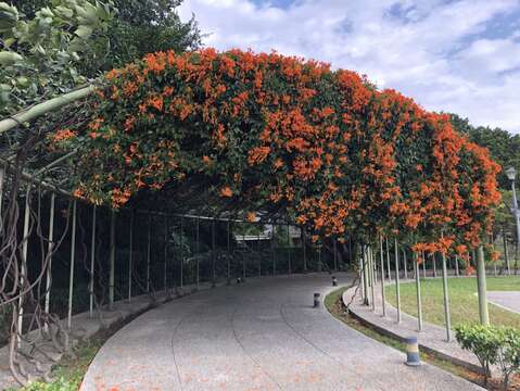 花博圓山園區藏有炮仗花廊道。