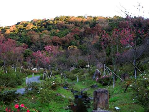陽明公園櫻花溪流區