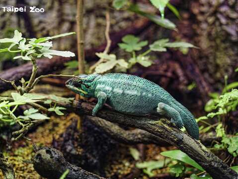 大家可以到兩棲爬蟲動物館拜訪七彩變色龍
