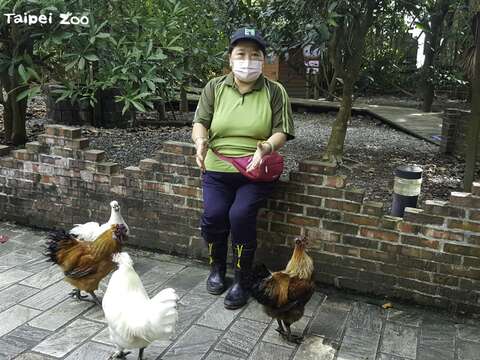 「阿潘」走到哪牠們就跟到哪，這就是「印痕行為」