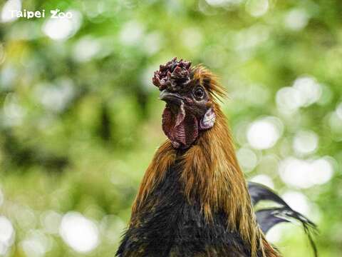 有機會到兒童動物區您可以試著用「阿潘」的方式叫小雞，看看牠們的反應喔！