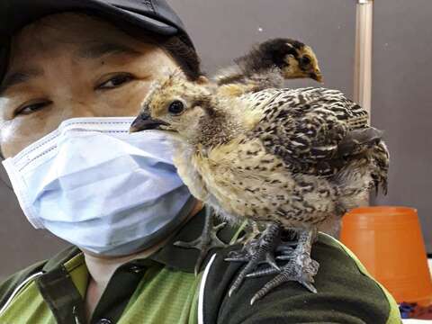 兒童動物區的5隻小雞破殼後第一眼看到的就是保育員「阿潘」潘秀娥（潘秀娥提供）