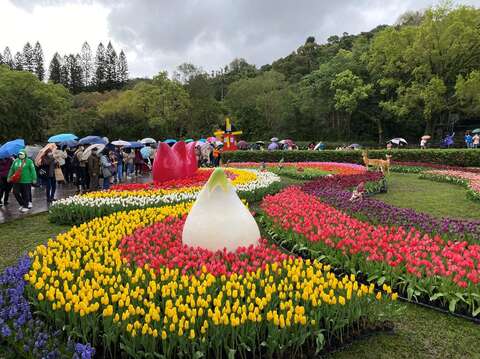 雨天仍不減大家賞鬱金香的熱情