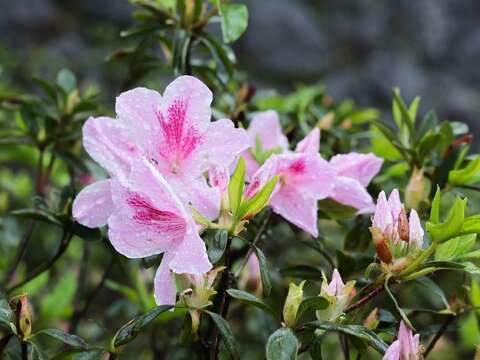 粉色杜鵑花