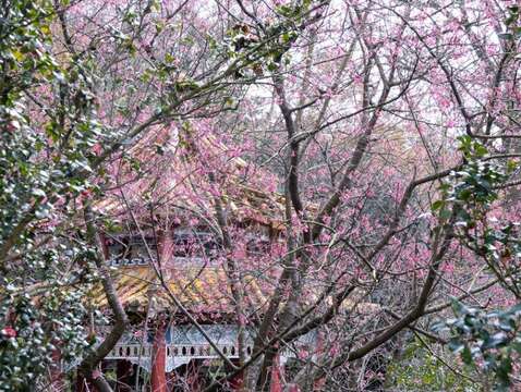 粉色櫻花林