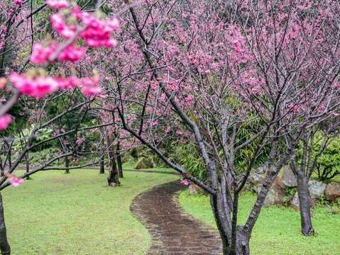 陽明公園櫻花林