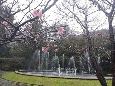 噴水池旁的昭和櫻