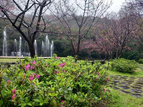 噴水池旁環繞著昭和櫻及杜鵑花