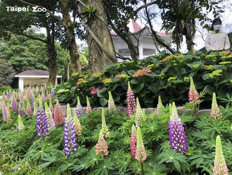 台北市立動物園 見逃せない撮影スポット