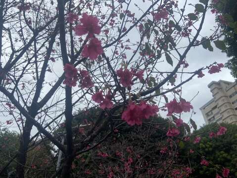 景化公園是只要搭捷運，就可以輕鬆抵達的追櫻秘境!