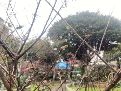 目前花苞仍持續綻放供民眾欣賞。
