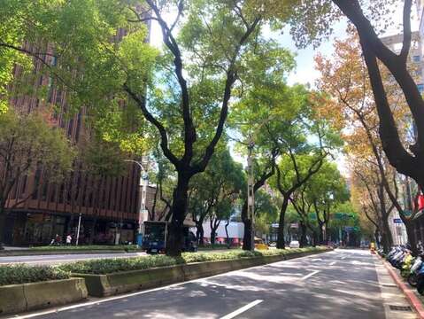 低溫讓楓香葉子轉換黃、橘、紅色