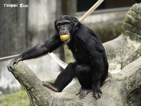 為了提供給動物更豐富的選擇，動物廚房將食譜中20%的比例調整為當季才有的農產品，作為豐富化食材