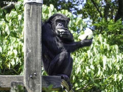 雖然每種動物或不同個體喜歡的食物不盡相同，但動物們都因為食材變化增加，生活得更幸福