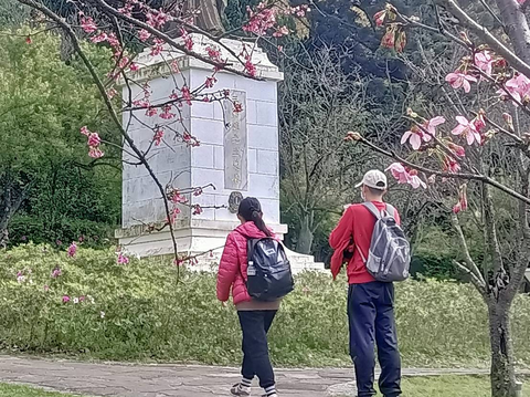 王陽明銅像區的昭和櫻