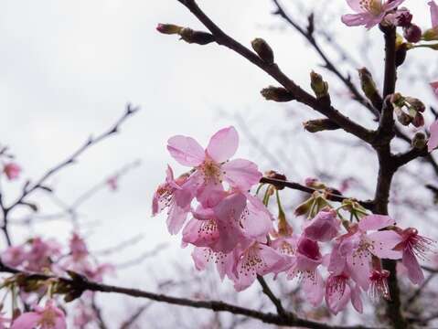 陽明公園昭和櫻