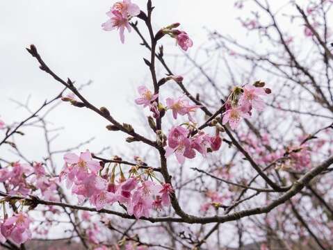 陽明公園昭和櫻近照