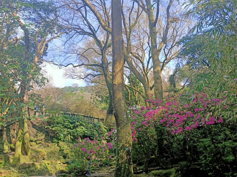 陽明公園的杜鵑花