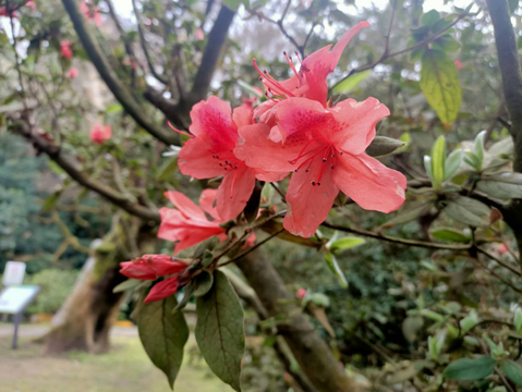 陽明公園原生的金毛杜鵑