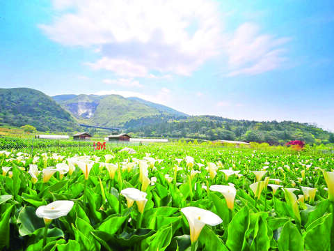 竹子湖小旅行，歡迎大家踴躍參加