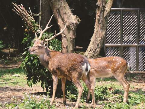 動物園ではニホンジカや台湾在来の動物が数多く見られます。