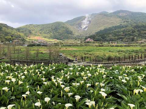 竹子湖海芋