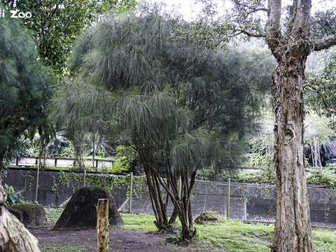 外型神似「鴯鶓」的植物-「千頭木麻黃」