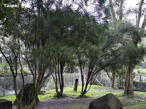 活動場內的植栽能提供動物遮蔽與遮蔭等機能，使動物感到安全和舒適