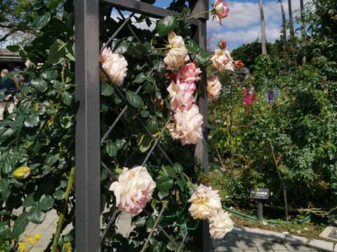 花名來自於法文的「晨曦」，意味溫暖多彩的花色如晨曦。