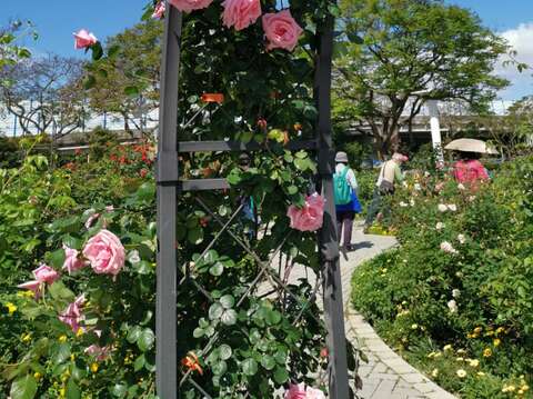 花朵巨大的「羽衣」。