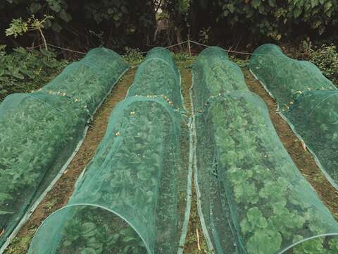 王氏と鄭氏は無農薬で栽培をするために、虫除けのネットを使用して虫害を防いでいます。