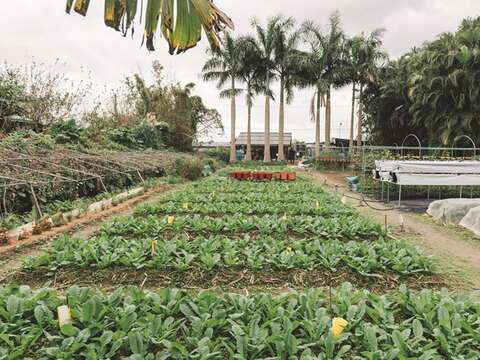 八仙六代園では米だけでなく季節ごとの野菜も栽培しています。